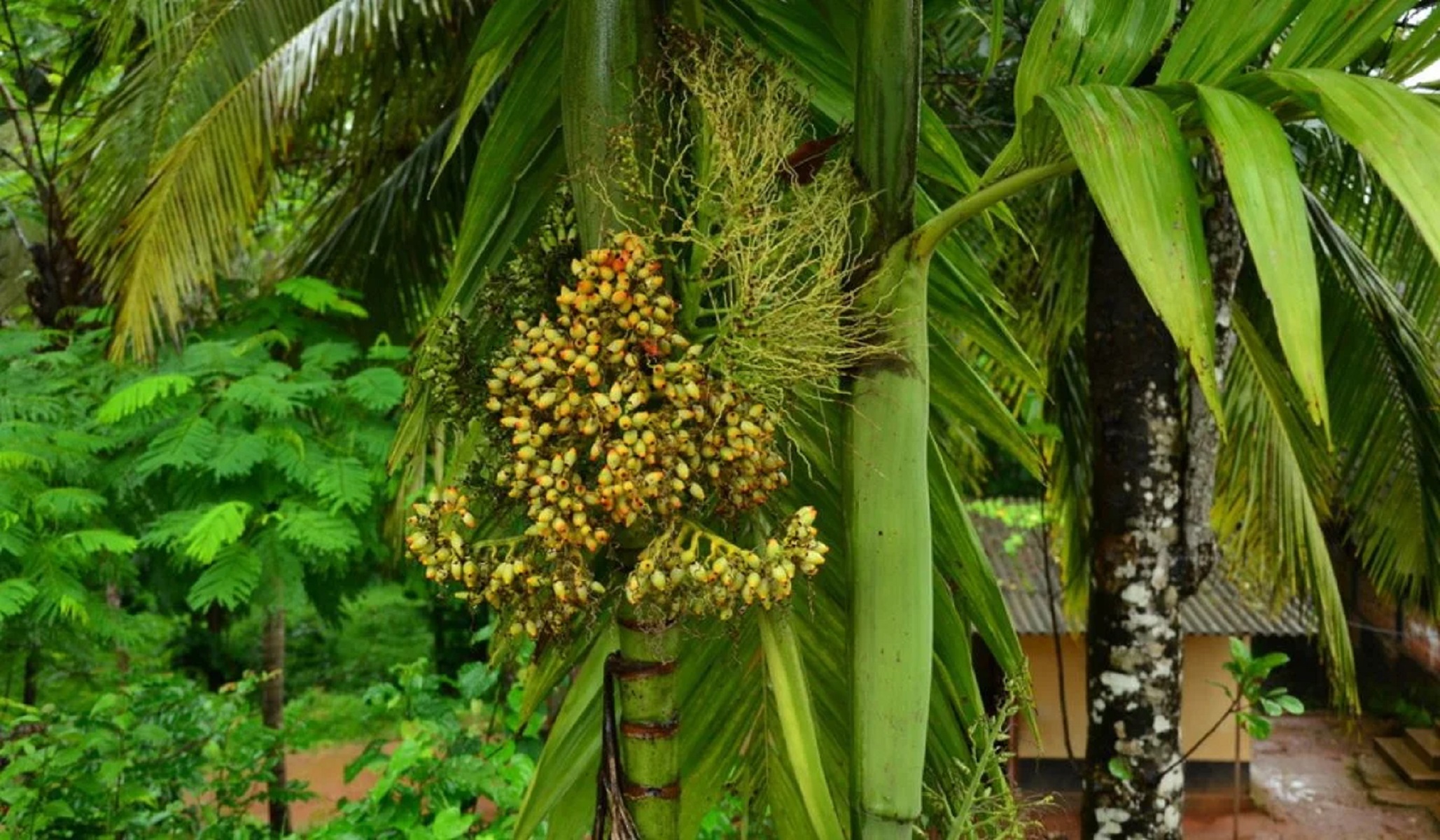 Natural Arecanut Plants